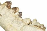 Fossil Hyaenodon Mandible - South Dakota #342304-3